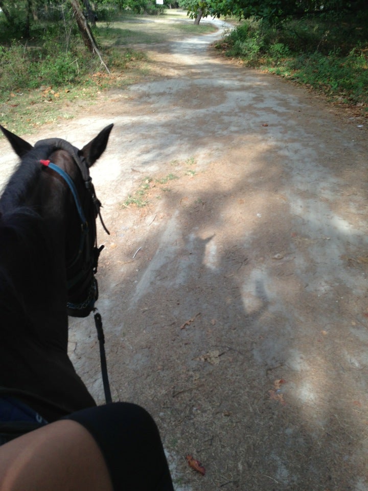 Island Horses