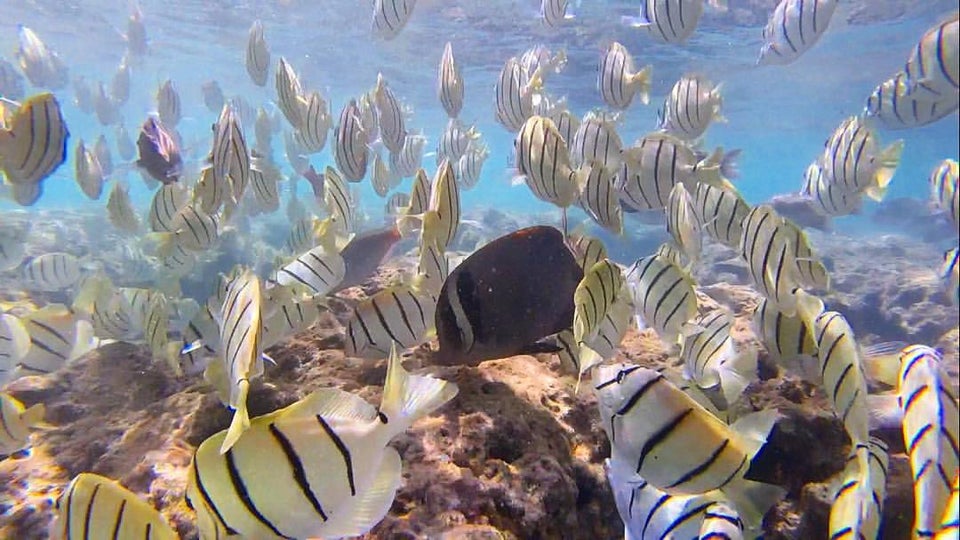 Photo of Hanauma Bay Nature Preserve