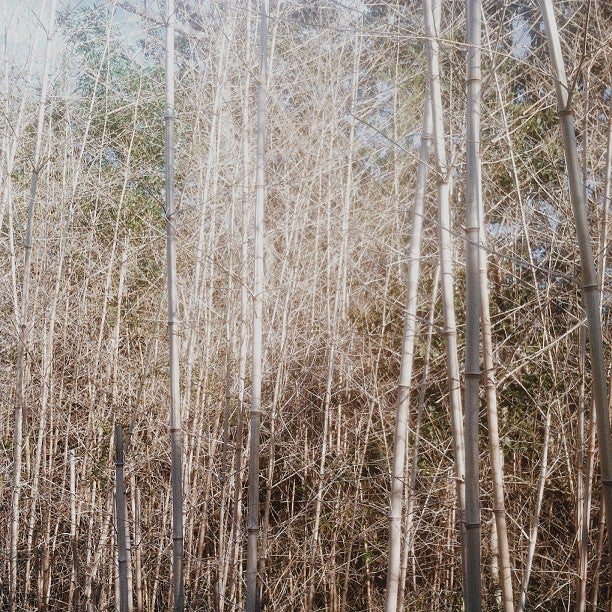 Photo of Fire Island Pines