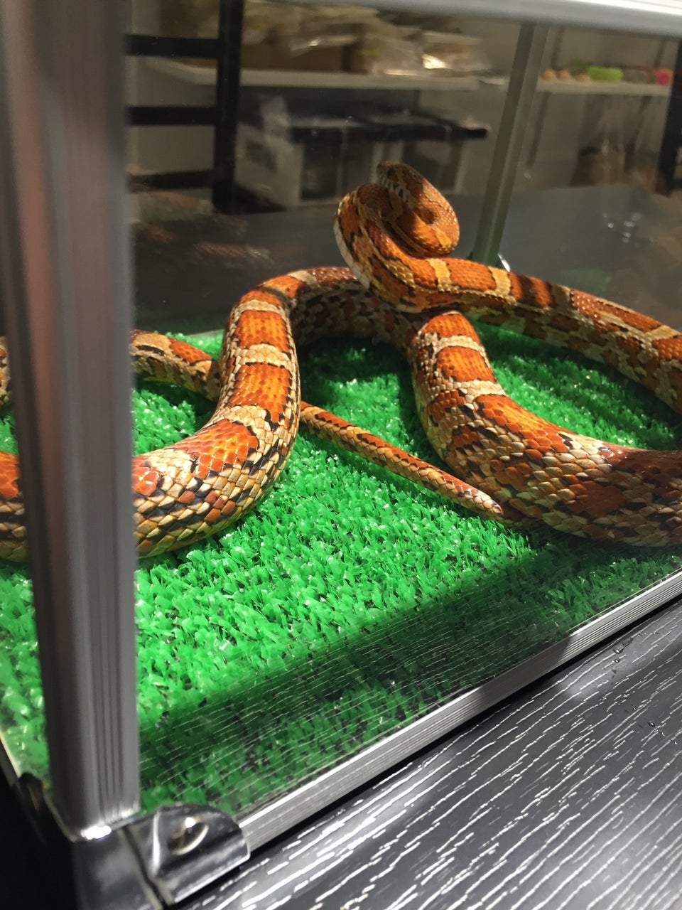 Tokyo Snake Center