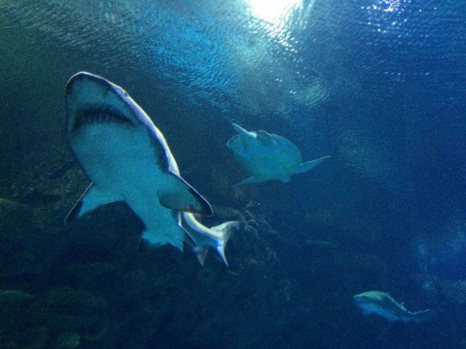 Photo of Shark Reef