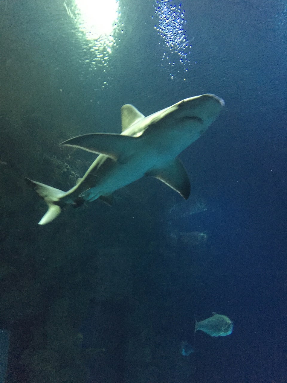 Photo of Shark Reef