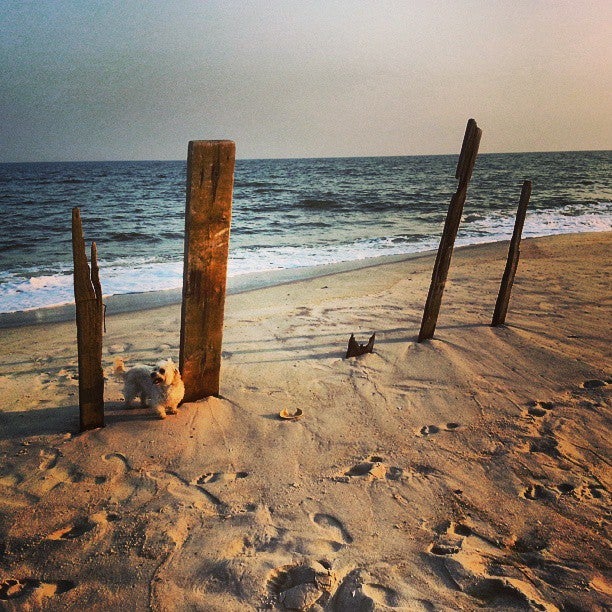 Photo of Fire Island Pines