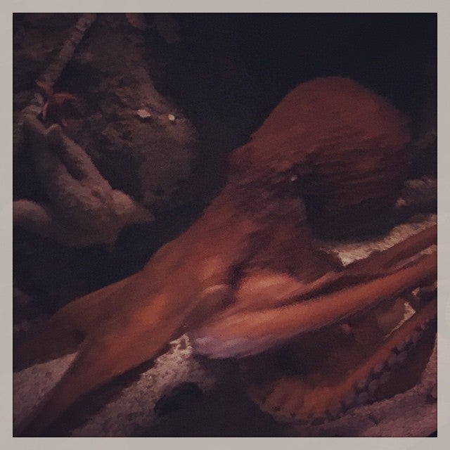 Photo of Shark Reef