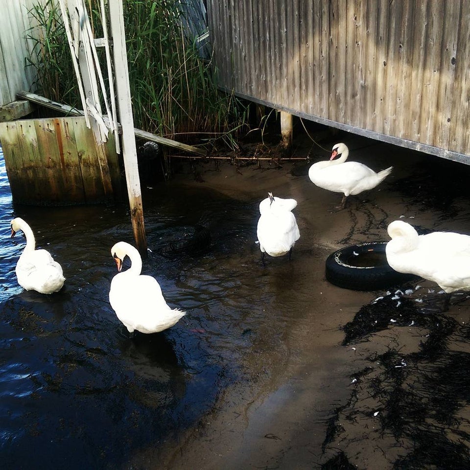 Photo of Cherry Grove Beach