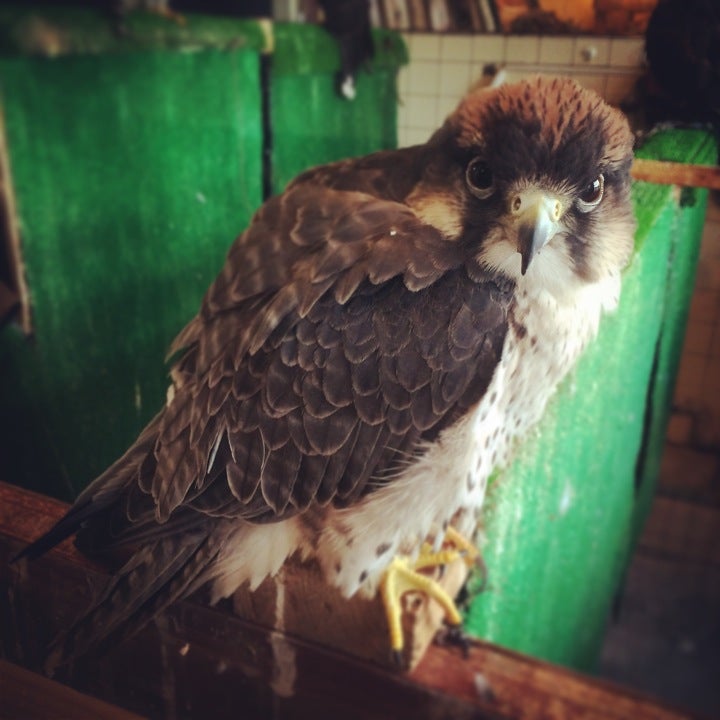 Falconer's Cafe
