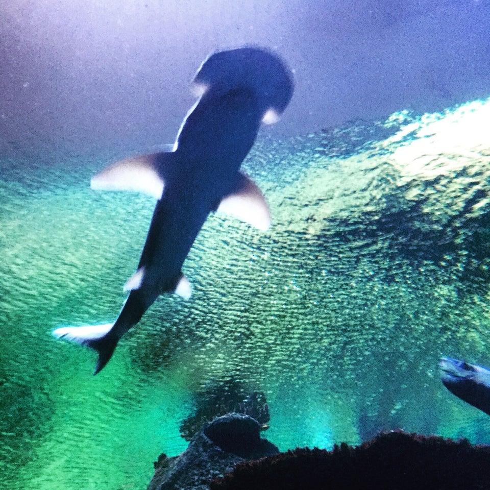 Photo of Shark Reef