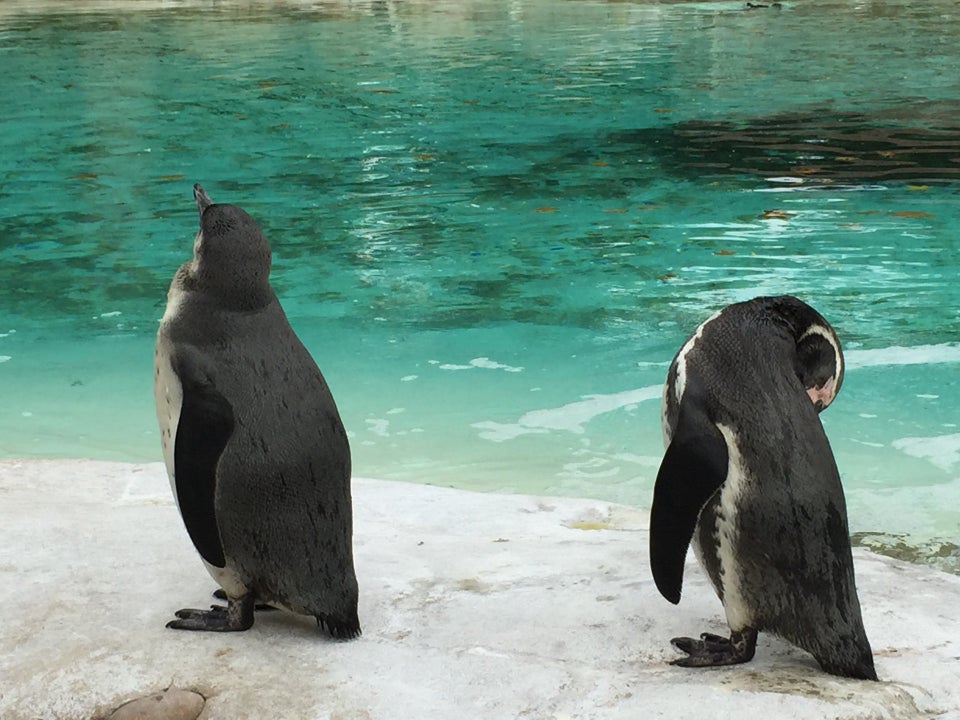 Photo of ZSL London Zoo