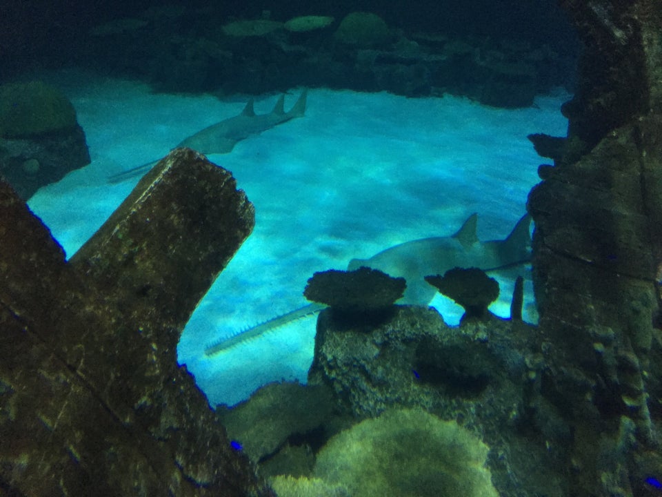 Photo of Shark Reef