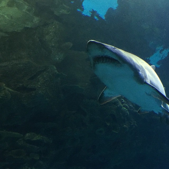 Photo of Shark Reef