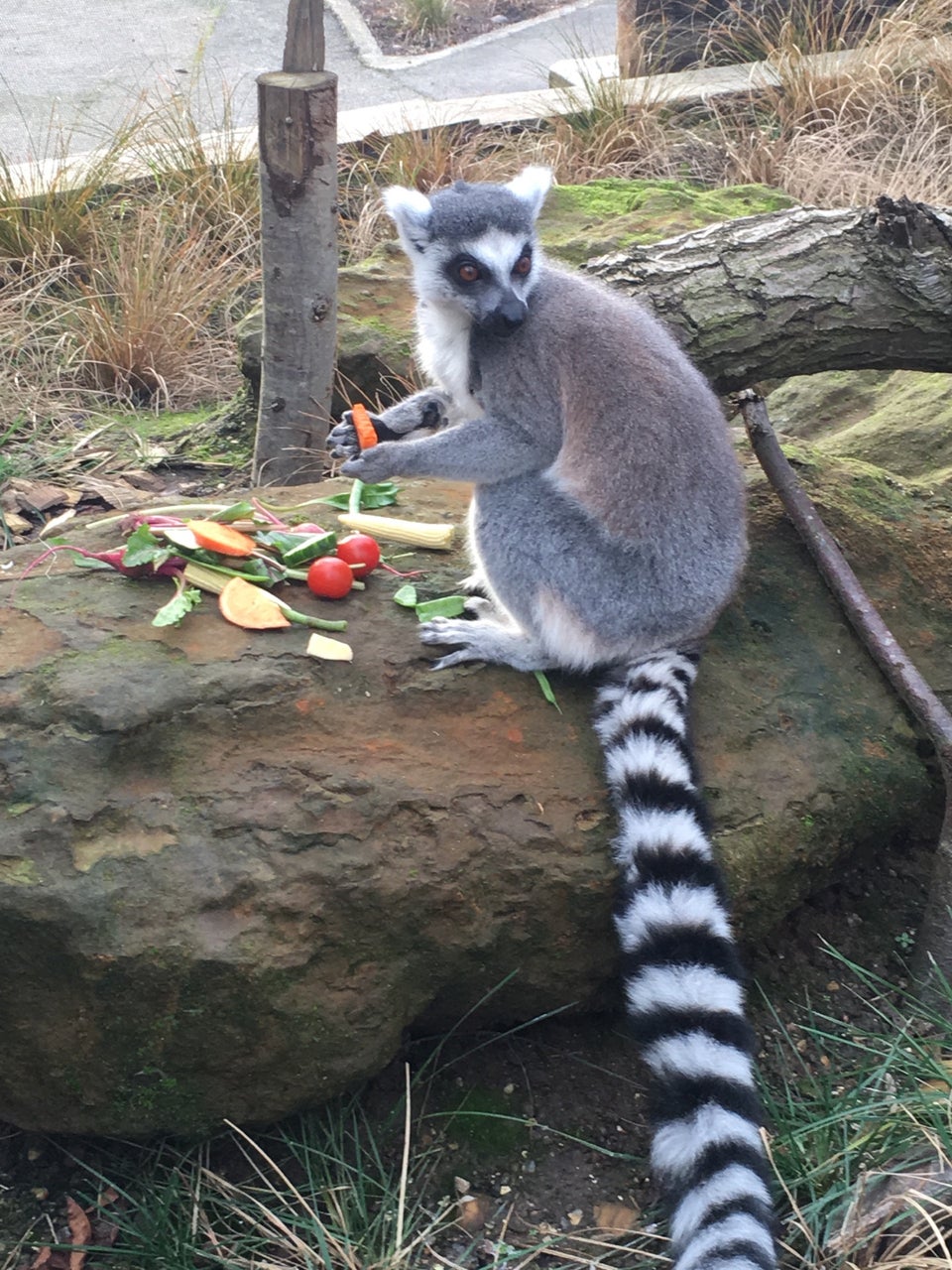 Photo of ZSL London Zoo